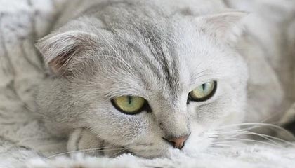 开云体育APP下载-LGD横扫JDG，Mickey打破历史纪录的电竞奇迹