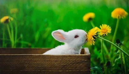 开云APP-SHR强势Excel，Oner打破历史纪录——电竞新时代的里程碑